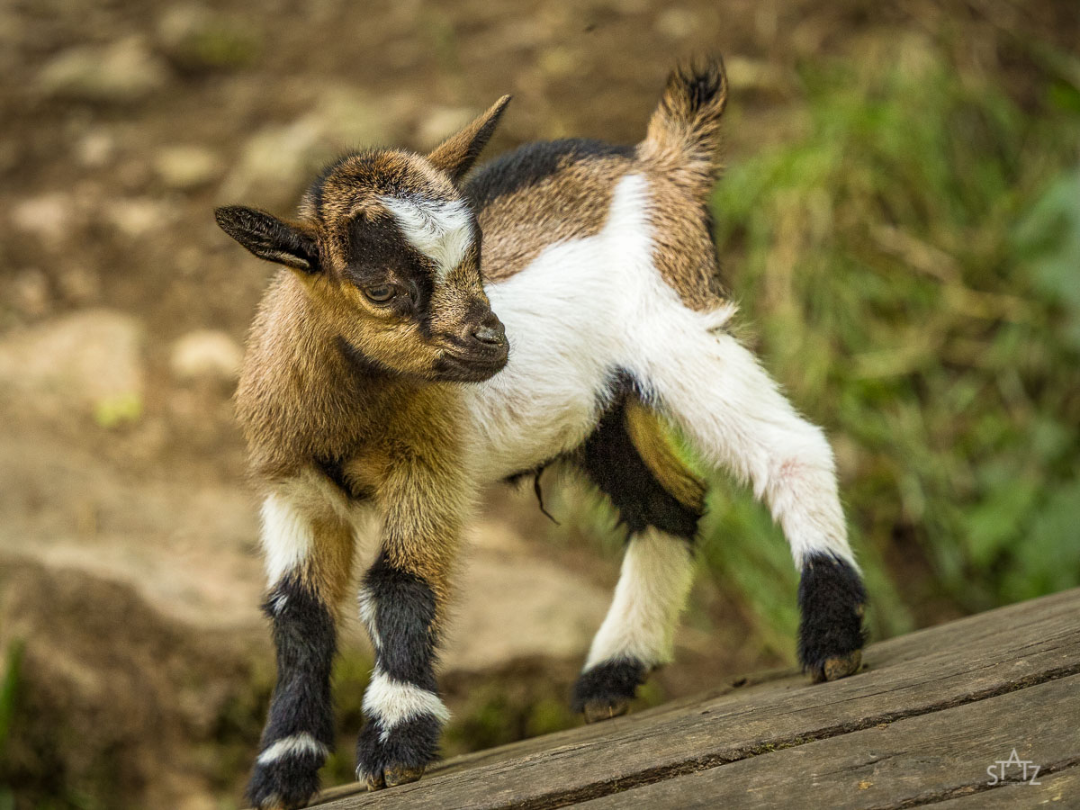Ein junges Ziegenkitz mit braun-weißer Fellzeichnung steht draußen auf einem Holzbrett, umgeben von Natur und Erde.