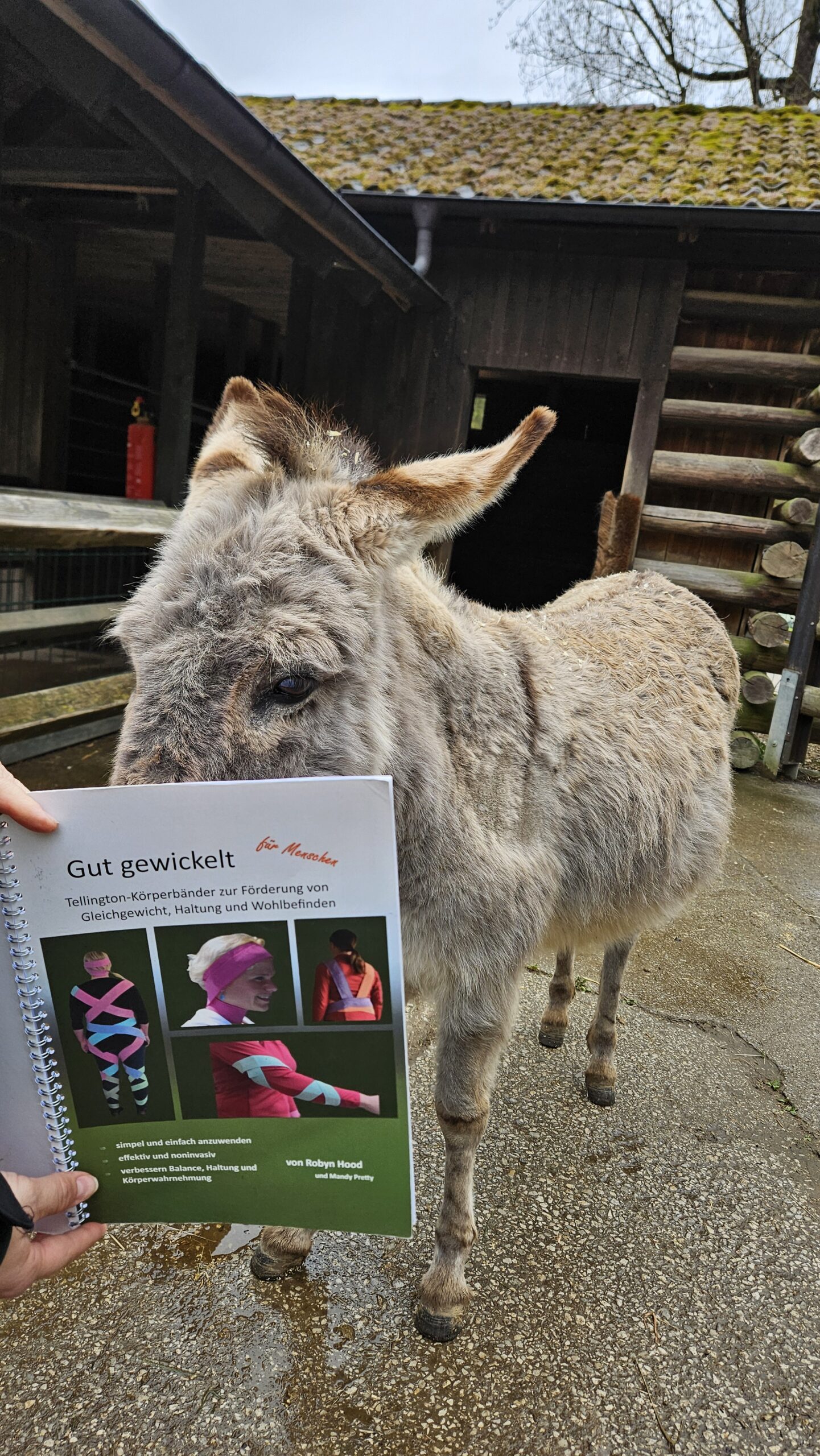 Ein grauer Esel steht draußen vor einem Stall. Jemand hält ein Buch mit dem Titel „Gut gewickelt“ vor den Esel.