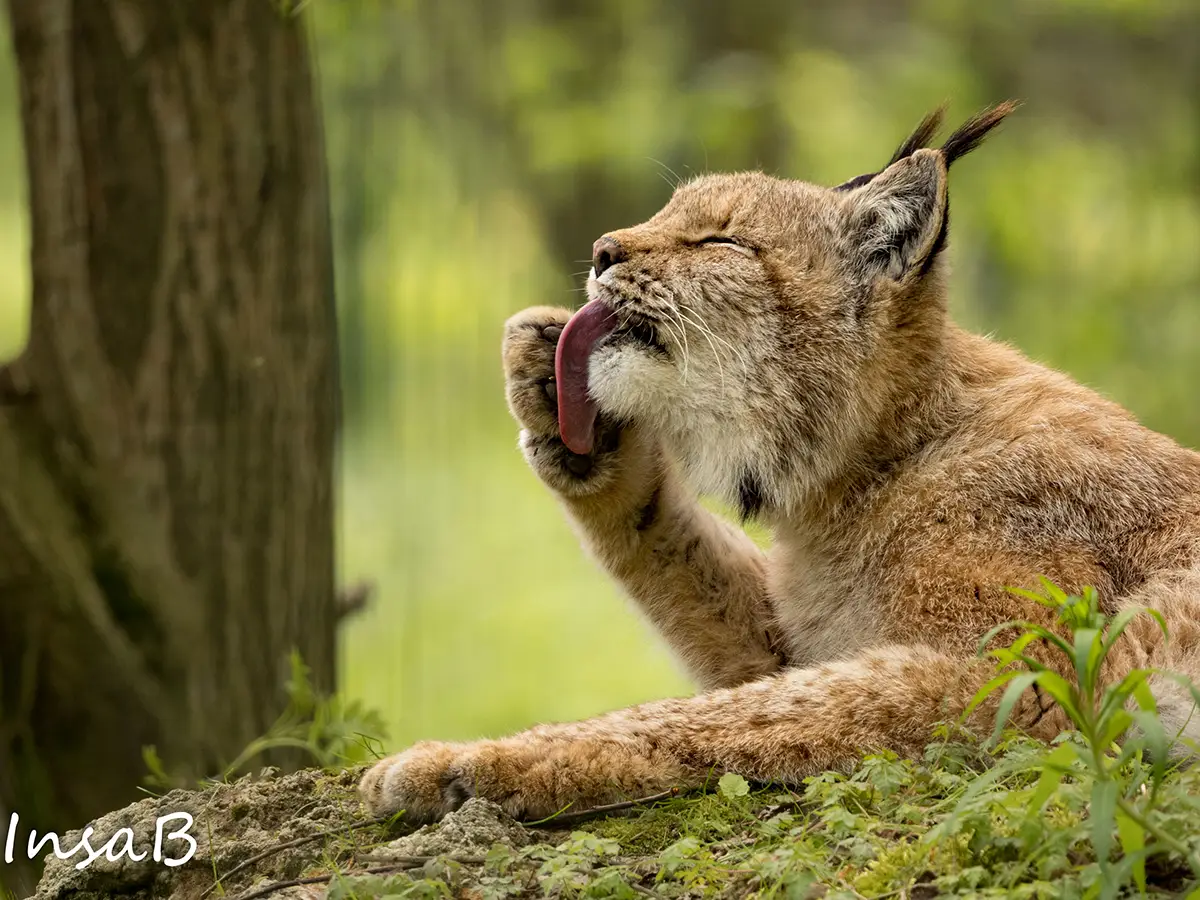 Ein Luchs liegt im Gras und leckt sich mit der Zunge die Pfote, umgeben von gr&uuml;ner Natur und B&auml;umen.