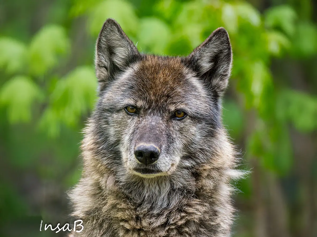 Ein Wolf mit dichtem Fell blickt direkt in die Kamera, unscharfer gr&uuml;ner Hintergrund aus Bl&auml;ttern.