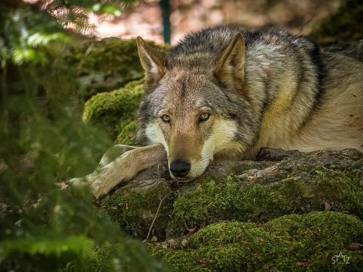 Ein Wolf liegt auf moosbedecktem Waldboden und blickt aufmerksam in die Kamera, umgeben von gr&uuml;ner Vegetation und Lichtspiel im Hintergrund.