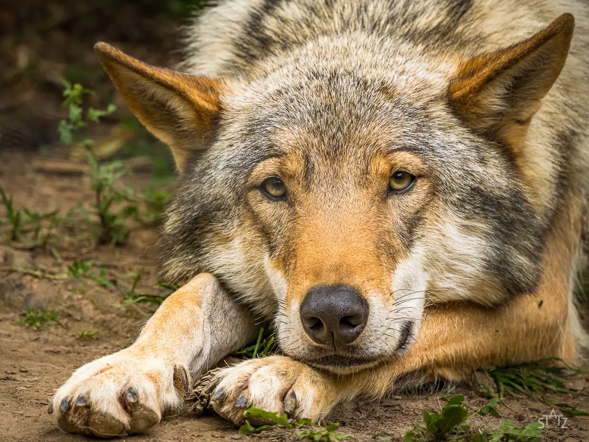 Ein Wolf liegt am Boden und blickt direkt in die Kamera, sein Fell ist grau und braun gemischt, die Umgebung ist nat&uuml;rlich.