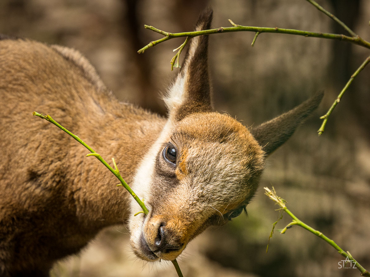 Ein junges Wildschaf knabbert an einem gr&uuml;nen Zweig, Nahaufnahme mit unscharfem Hintergrund.