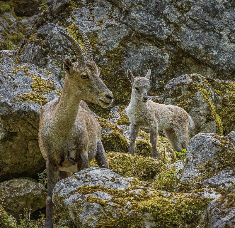 Eine ausgewachsene Steinbockziege und ein Junges stehen zwischen moosbedeckten Felsen in einer alpinen Landschaft.