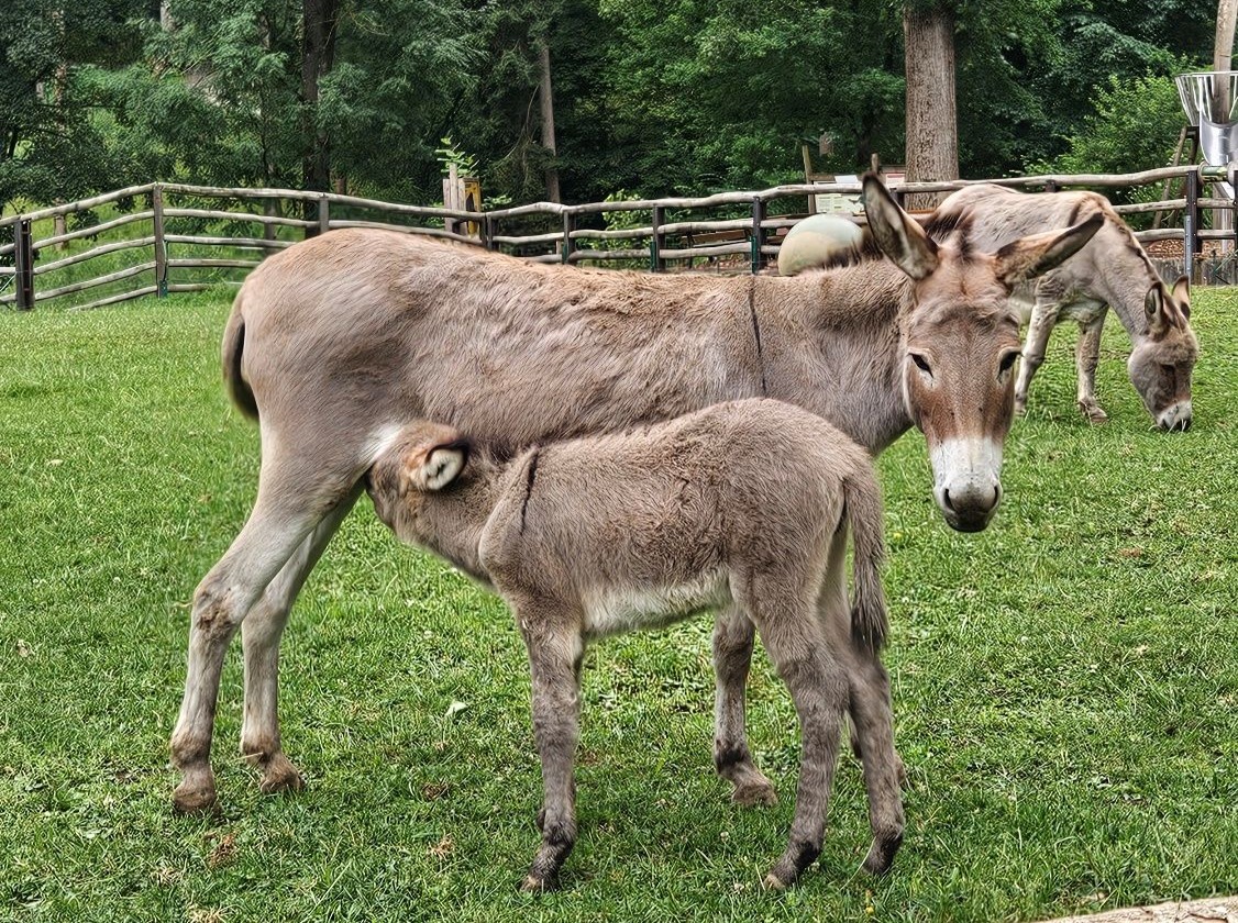 Ein Esel-Fohlen s&auml;ugt bei seiner Mutter auf einer gr&uuml;nen Weide, im Hintergrund grasen weitere Esel.