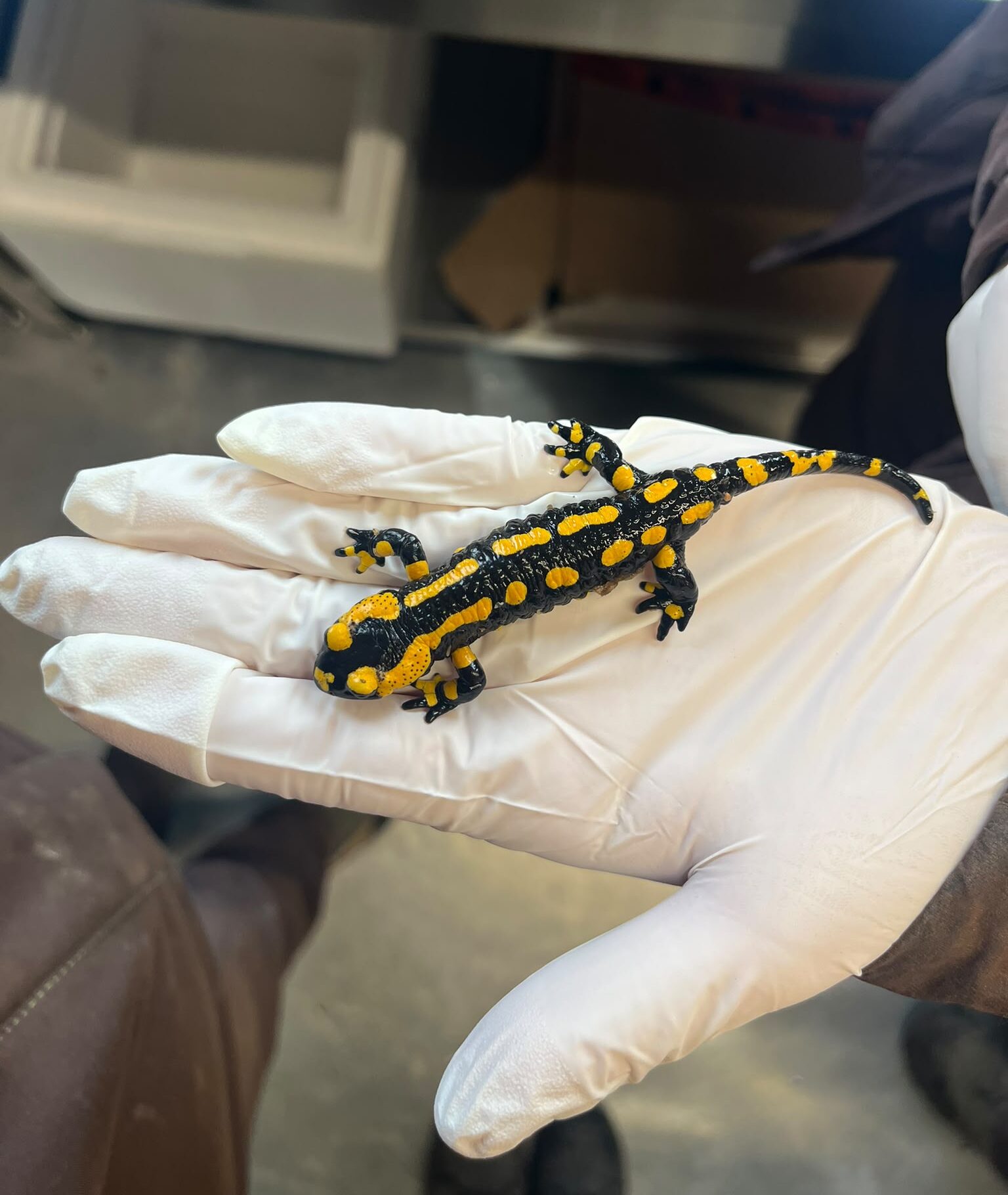 Schwarz-gelb gefleckte Salamander sitzt auf einer wei&szlig;en, mit einem Latexhandschuh bekleideten Hand, im Hintergrund unscharfer Laborumgebung.